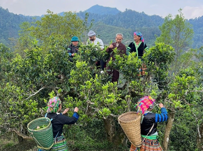 Giá trà shan tuyết thay đổi theo nhiều yếu tố