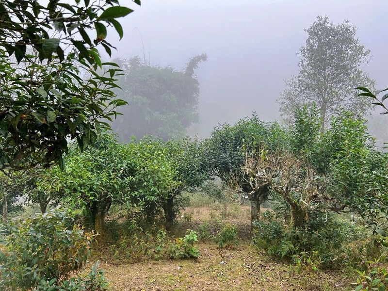 Cây trà cổ thụ