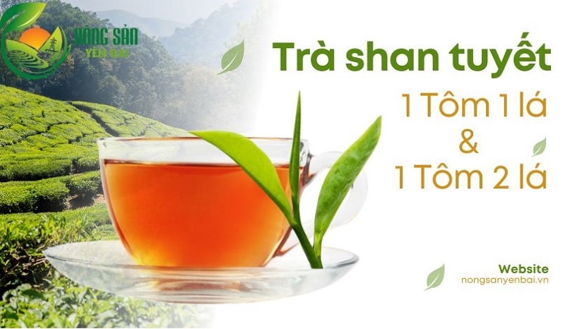 Phân biệt trà shan tuyết 1 tôm 1 lá và 1 tôm 2 lá – Nên chọn loại nào?