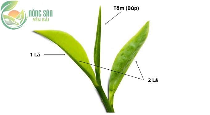 Trà shan tuyết 1 tôm 1 lá và 1 tôm 2 lá