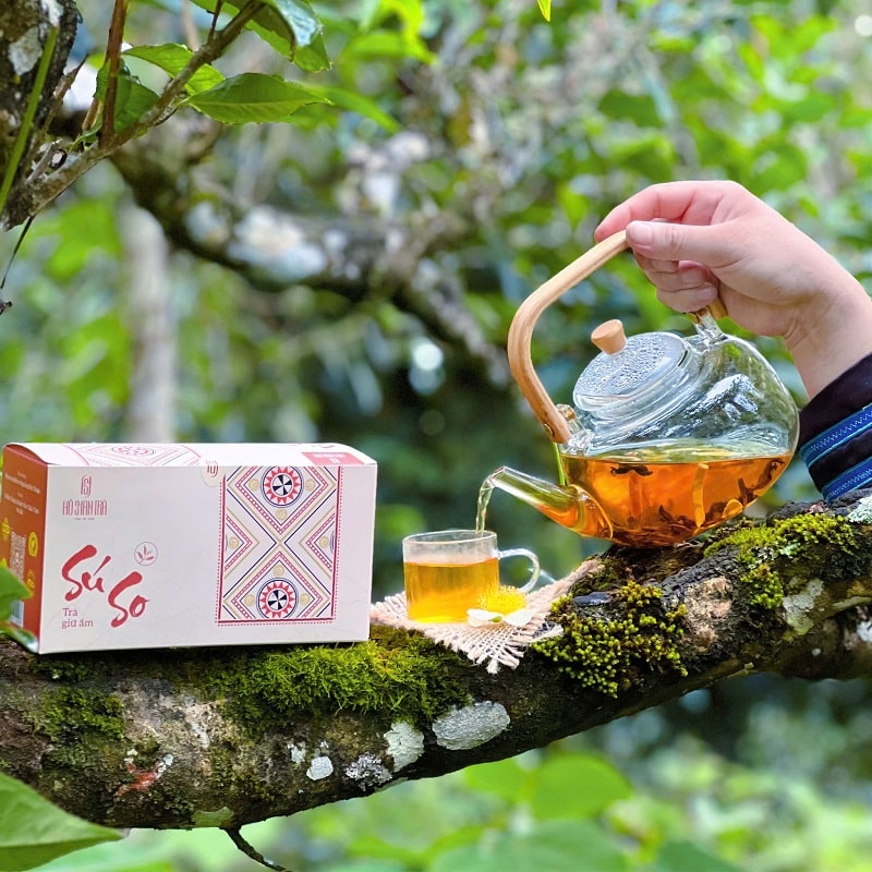 Trà shan tuyết A Tủa – Phình Hồ: Tinh hoa trà cổ thụ Yên Bái
