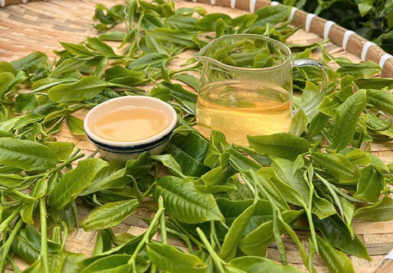 Lá trà Shan tuyết cổ thụ