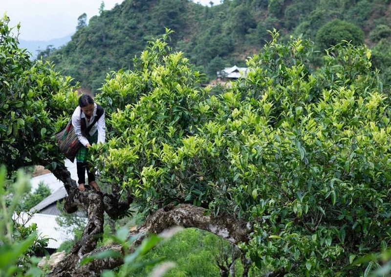 Trà Shan Tuyết Suối Giàng Yên Bái có đặc điểm gì, hương vị ra sao?